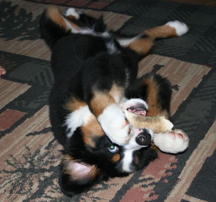 Mangus and His Bone
