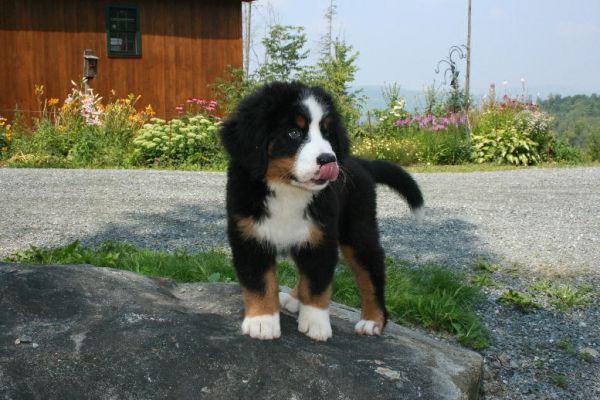 Mangus Exploring His World
10 Weeks Old
