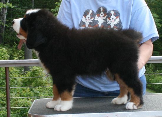 Future Show Puppy?
