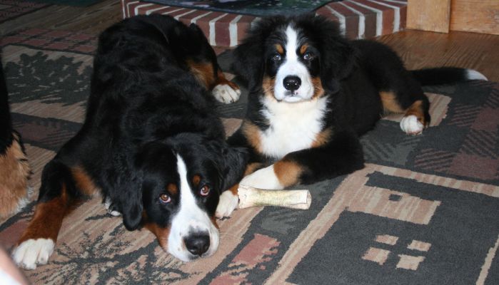 Ripley and Mangus Share a Bone
