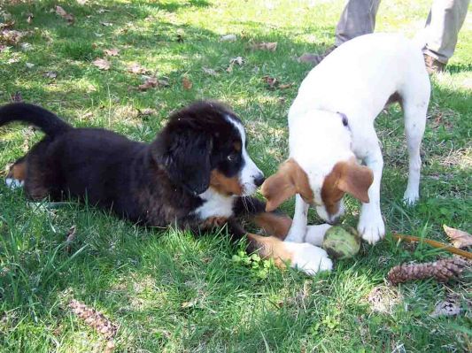 Bella Rose and "Brother" Max
Bella Rose is 10 weeks old.
