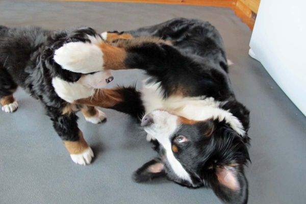 Balsam and Monoo
Balsam has stopped nursing the pups and wants to play with them one at a time.
