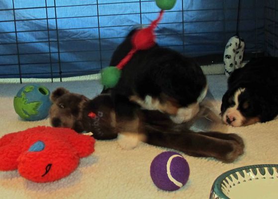 Moriah Shaking Up New Toy from the Jones - Day 26
This is the first time we have seen anyone interact with this new toy.
