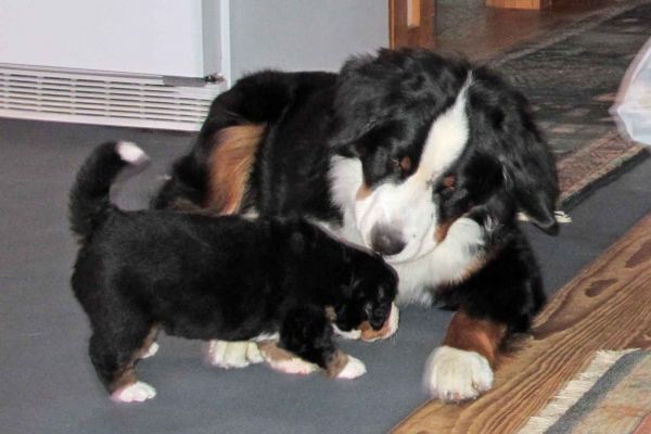 Moriah and Balsam - Day 24
Balsam is really enjoying supervised play with the puppies.
