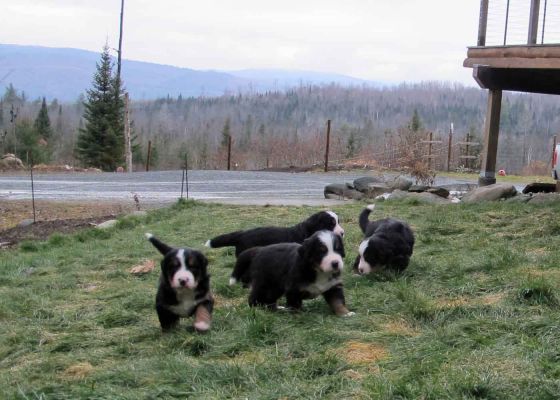 Puppies Outside for the First Time - Day 27
