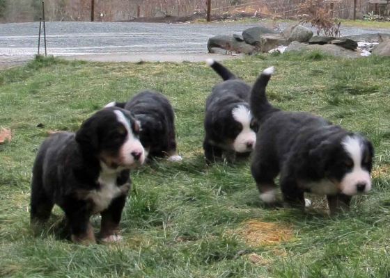 Puppies are Exploring the Grass - Day 27
First time outside.
