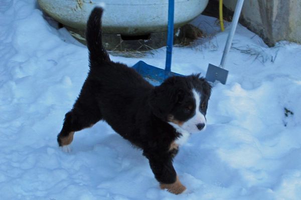 Pemi
Pups enjoy the new snow despite the cold.  It is 9 degrees F.
