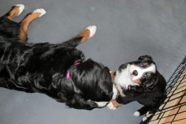 Balsam and Pemi
Balsam has stopped nursing the pups and wants to play with them one at a time.
