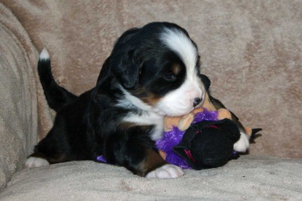 Pemi - Day 21
5.05 Pounds.
