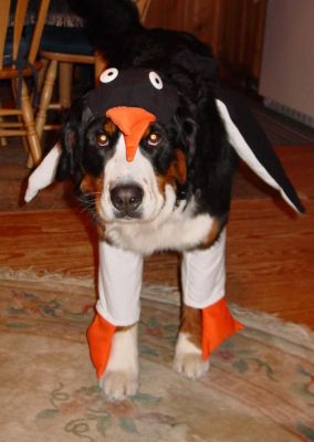 Kessie with her Penguin Costume
