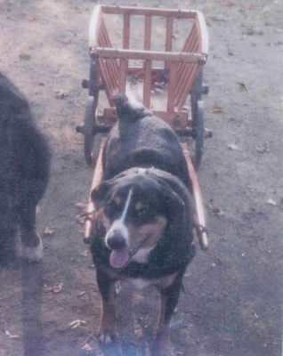 Piber and Small Hay Wagon
Lisa Allen's Appenzeller, Piber, enjoys showing off to her Berner Buddies
