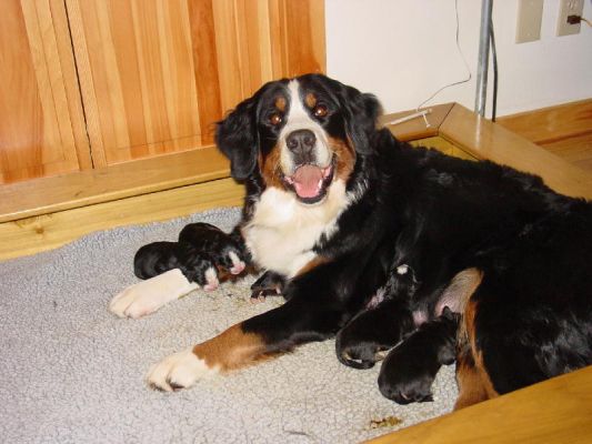 Kessie with Presidential Mount puppies - Day 1
