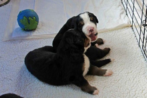 Puppies Interacting Day 17
Moosilauke and Lafayette.
