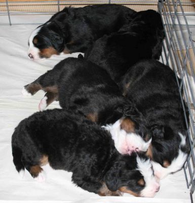 Puppies Day 19
