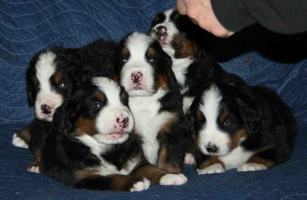 Puppies Day 27
Valentino, Bella, Romeo, Mina and Rose
