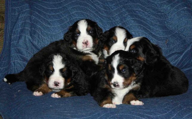 Puppies Day 27
 Valentino, Bella, Romeo, Mina and Rose
