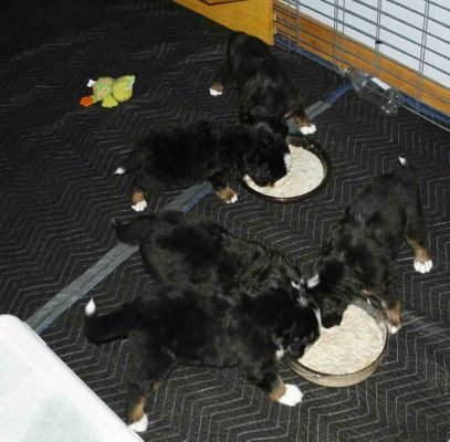 Puppies Day 27
Starting to Eat!
