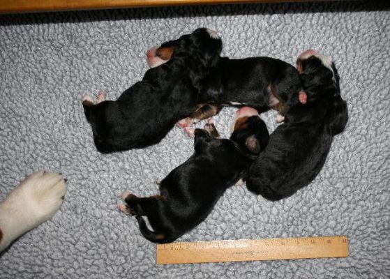 Day 3 - Contented Puppies
