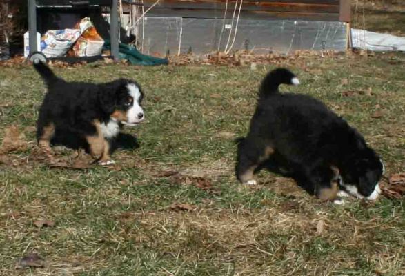 Valentino and Bella Day 37
