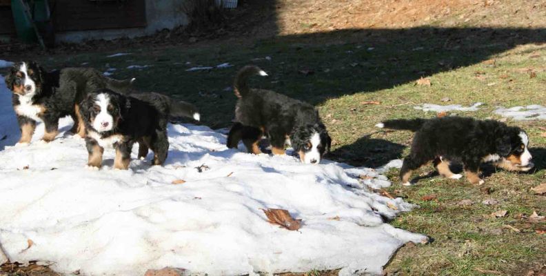 Puppies Day 37
Mina, Bella, Rose and Valentino Day 37
Hey our feet are cold!
