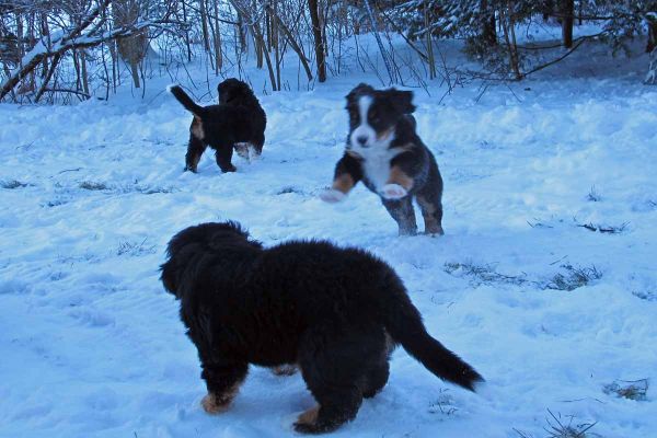 Pups
Pups enjoy the new snow despite the cold.  It is 9 degrees F.
