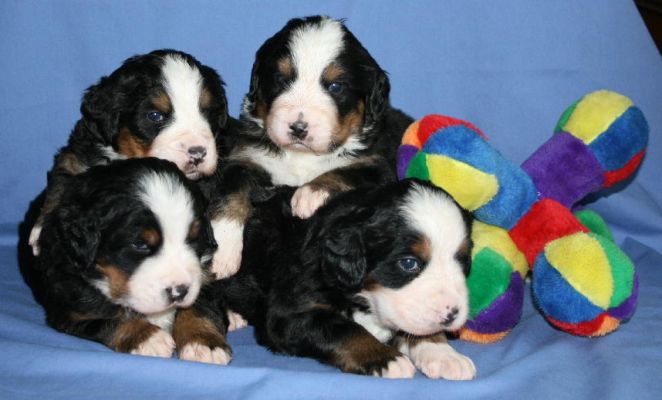 Pups - Day 23
Ripley, Cascade, Sabbaday & Kedron
