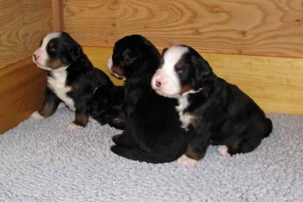 Pups Day 20
Pemi on left and Monoo on right.
