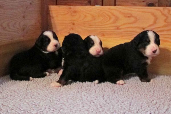 Pups Day 20
Pemi, Monoo, Coggin and Saco
