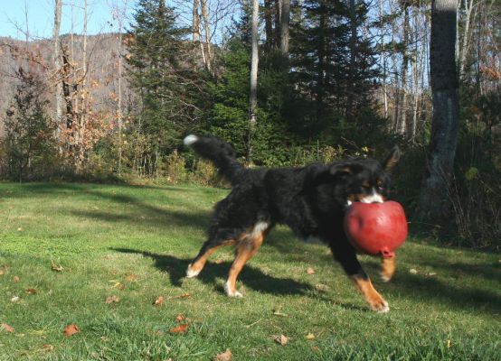 Uncle Rufous Playing Ball
