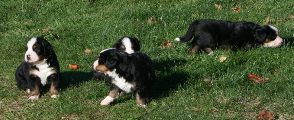 Day 25 - Pups Learning About Grass
