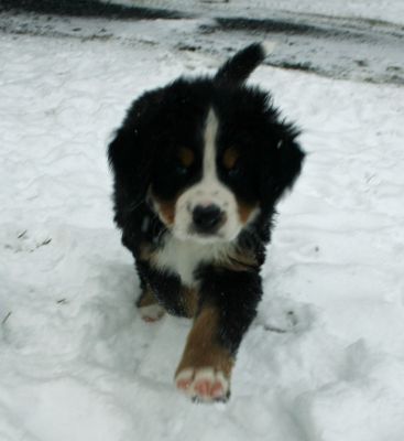 Pups In Snow Day 48
