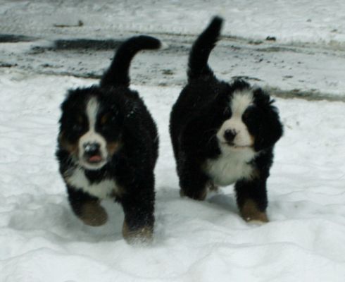 Pups In Snow Day 48
