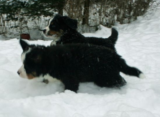 Pups In Snow Day 48
