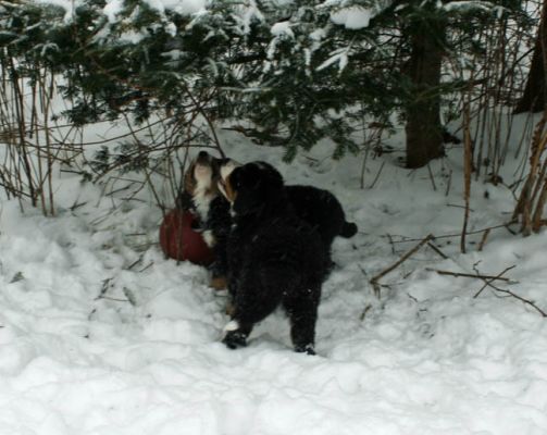 Pups In Snow Day 48
