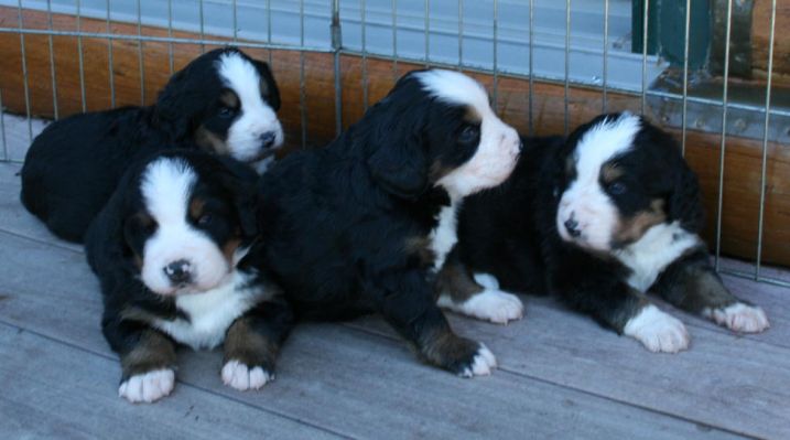 Pups Outside On Deck Day 22
Ripley, Cascade, Kedron & Sabbaday
