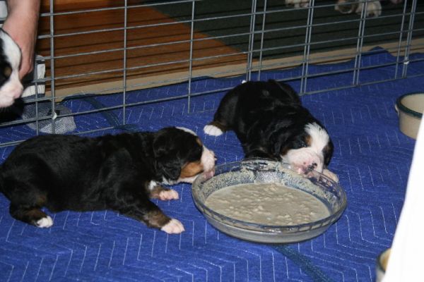 First Meal - Day 21
Pups more interested in dish than the food at first
