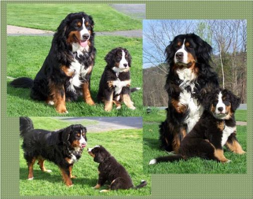 Tess with her "Big Brother" Quincy
!! Weeks old.
