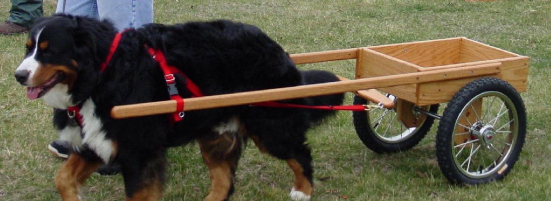 Red Oak Basic Competition Cart
