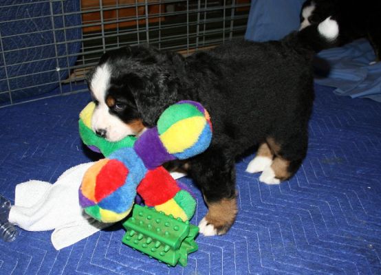 Ripley with Toys
