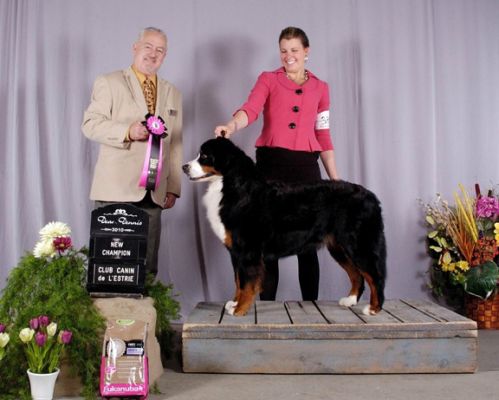 Ripley Completes Canadian KC Championship
Bonnie Galbraith expertly showed Ripley to complete her CKC Championship.  Ripley also completed her CKC CD with 3 High In Class placements the same weekend.
