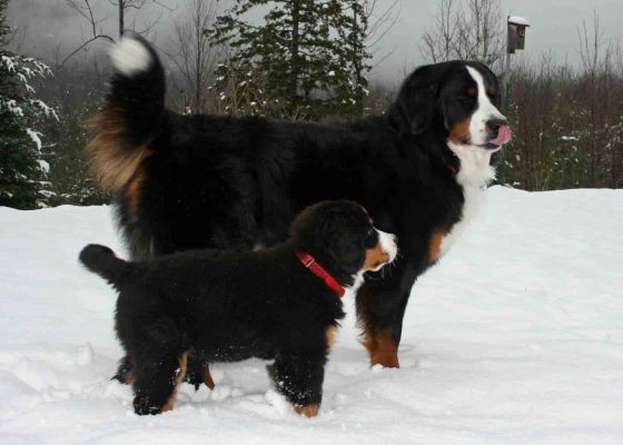 Grander 10.5 Weeks Old and Ripley
Grander is Ripley's Half-Brother (Alex is their father) and the son of Ripley's Half-Sister, Maggie (Kessie is their mother).
