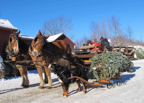 Laukie and Belgians
Trees For Troops time at the Rocks Estate - 2014
