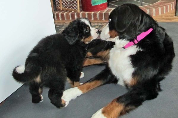 Balsam and Saco
Balsam has stopped nursing the pups and wants to play with them one at a time.
