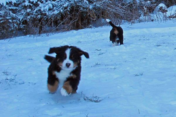 Saco
Pups enjoy the new snow despite the cold.  It is 9 degrees F.
