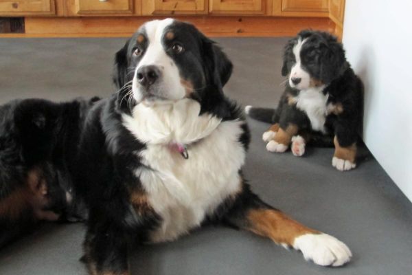 Balsam and Saco
Balsam has stopped nursing the pups and wants to play with them one at a time.
