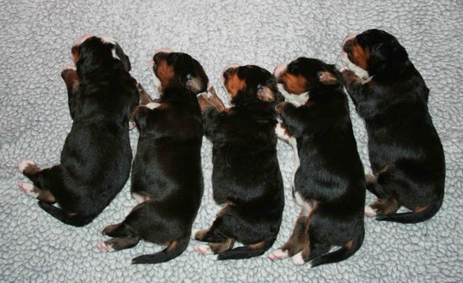 Sleeping Angels Day 10
Romeo, Mina, Valentino, Rose and Bella
