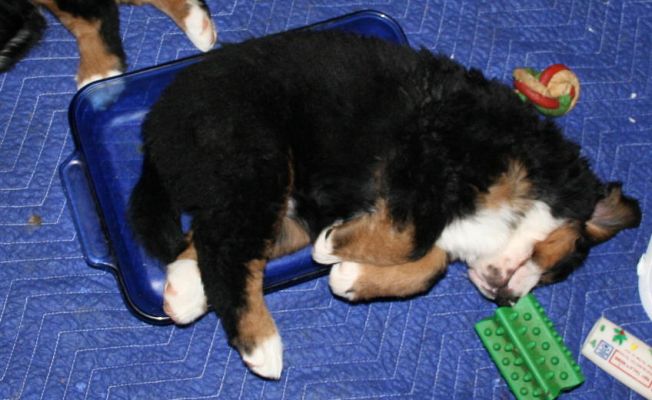 Stuffed And In The Baking Dish
Ripley asleep after breakfast in the food dish
