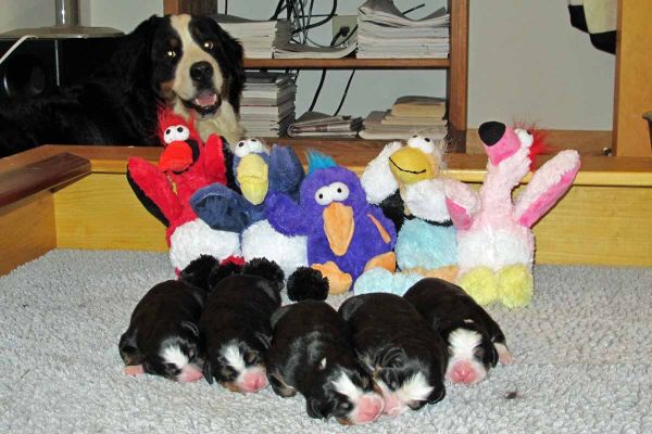 Balsam and Tennescott White Mtns Town Puppies - Day 3
Randolph, Thornton, Conway, Bartlett & Lisbon (left to right).
