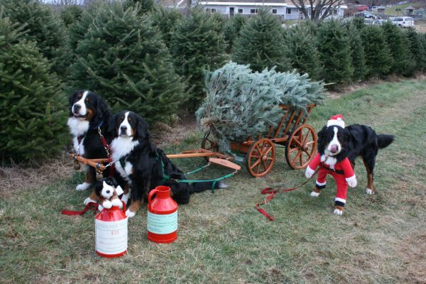 Jefferson, Kessie & Ripley at the Rocks Estate
The dogs work weekends making visitors aware of the Trees For Troops program and requesting donations.

