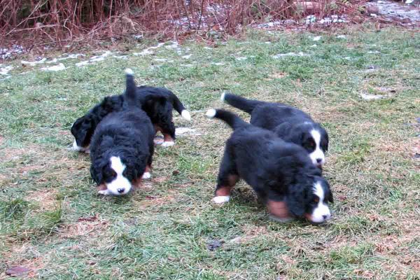 Pups Outside - Day 44
